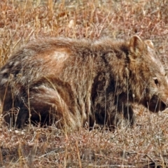 Vombatus ursinus (Common wombat, Bare-nosed Wombat) at Tennent, ACT - 24 Aug 2018 by RodDeb