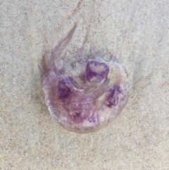 Unverified Anemone, Jellyfish or Comb Jelly (Cnidaria, Ctenophora) at Cunjurong Point, NSW - 23 Aug 2018 by Jorj