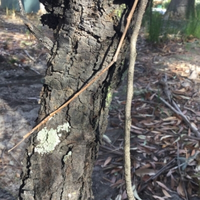 Persoonia linearis (Narrow-leaved Geebung) at Conjola, NSW - 4 Aug 2018 by Margieras