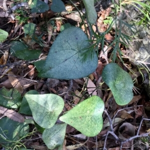 Stephania japonica var. discolor at Conjola, NSW - 4 Aug 2018 01:36 PM