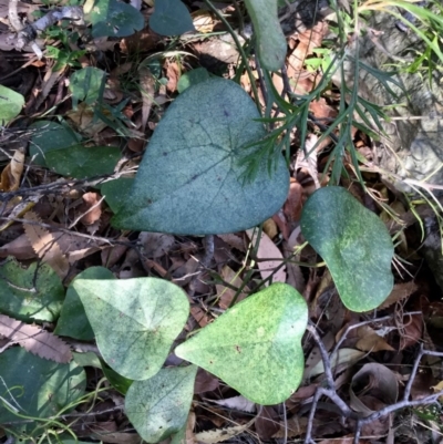 Stephania japonica var. discolor (Snake Vine) at Conjola, NSW - 4 Aug 2018 by Margieras