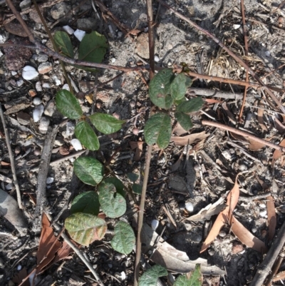 Hardenbergia violacea (False Sarsaparilla) at Conjola, NSW - 4 Aug 2018 by Margieras