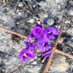 Hardenbergia violacea at Conjola, NSW - 4 Aug 2018 02:39 PM
