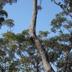 Native tree with hollow(s) (Native tree with hollow(s)) at Undefined - 25 Aug 2018 by nickhopkins