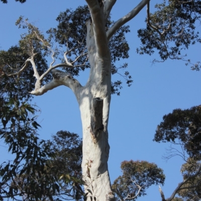 Native tree with hollow(s) (Native tree with hollow(s)) at Undefined - 25 Aug 2018 by nickhopkins