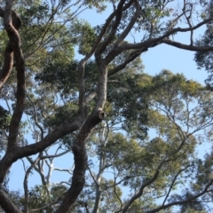 Native tree with hollow(s) (Native tree with hollow(s)) at Undefined - 25 Aug 2018 by nickhopkins