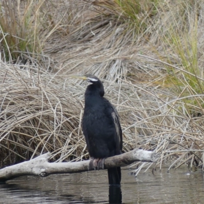 Anhinga novaehollandiae (Australasian Darter) at Dickson Wetland - 25 Aug 2018 by WalterEgo