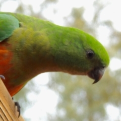 Alisterus scapularis at Aranda, ACT - 15 Aug 2018