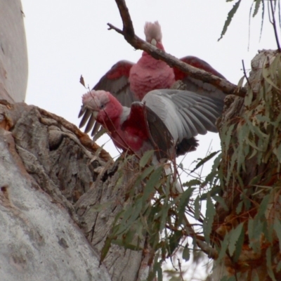 Eolophus roseicapilla (Galah) at Aranda, ACT - 24 Aug 2018 by KMcCue