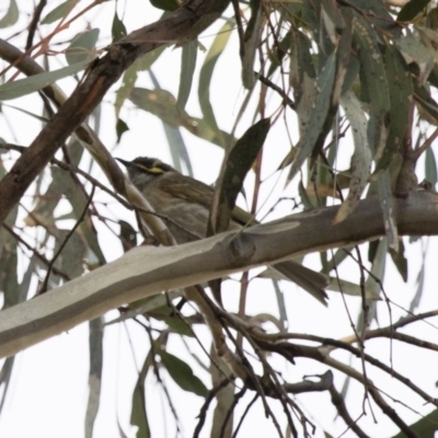 Caligavis chrysops (Yellow-faced Honeyeater) at Michelago, NSW - 22 Aug 2018 by Illilanga