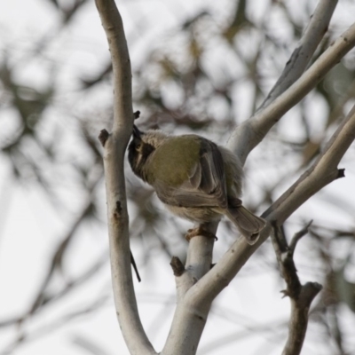 Melithreptus brevirostris (Brown-headed Honeyeater) at Michelago, NSW - 22 Aug 2018 by Illilanga