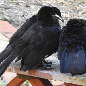 Corcorax melanorhamphos at Aranda, ACT - 13 Aug 2018 01:02 PM