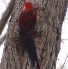 Platycercus elegans (Crimson Rosella) at Canberra Central, ACT - 24 Aug 2018 by KMcCue