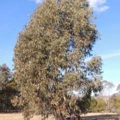 Eucalyptus globulus subsp. bicostata (Southern Blue Gum, Eurabbie) at Greenway, ACT - 20 Aug 2018 by MichaelBedingfield