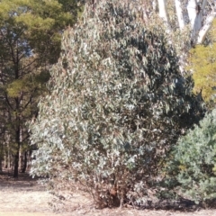 Eucalyptus globulus subsp. bicostata at Pine Island to Point Hut - 20 Aug 2018