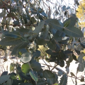 Eucalyptus globulus subsp. bicostata at Pine Island to Point Hut - 20 Aug 2018 05:22 PM