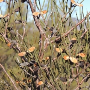 Hakea microcarpa at Greenway, ACT - 20 Aug 2018