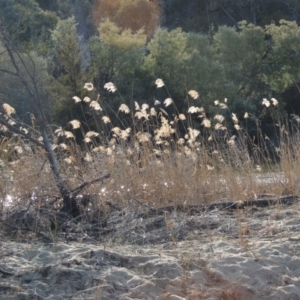 Phragmites australis at Greenway, ACT - 20 Aug 2018 05:50 PM