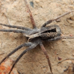 Argoctenus sp. (genus) (Wandering ghost spider) at Canberra Central, ACT - 25 Aug 2018 by CathB