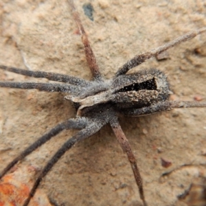 Argoctenus sp. (genus) at Canberra Central, ACT - 25 Aug 2018 11:33 AM