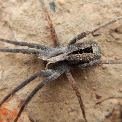 Argoctenus sp. (genus) (Wandering ghost spider) at Canberra Central, ACT - 25 Aug 2018 by CathB