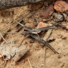 Argoctenus sp. (genus) at Canberra Central, ACT - 25 Aug 2018