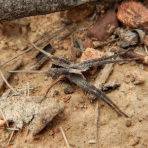 Argoctenus sp. (genus) at Canberra Central, ACT - 25 Aug 2018 11:33 AM