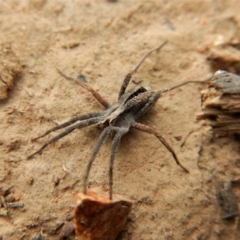 Argoctenus sp. (genus) at Canberra Central, ACT - 25 Aug 2018 11:33 AM