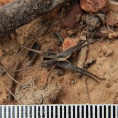 Argoctenus sp. (genus) at Canberra Central, ACT - 25 Aug 2018 11:33 AM