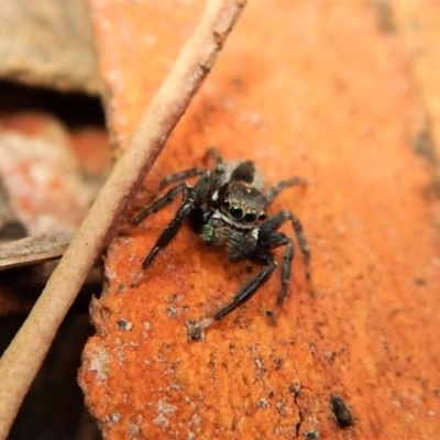 Jotus auripes (Jumping spider) at Canberra Central, ACT - 25 Aug 2018 by CathB