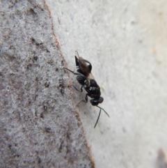 Chalcididae (family) (Unidentified chalcid wasp) at Aranda Bushland - 25 Aug 2018 by CathB
