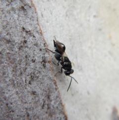 Chalcididae (family) (Unidentified chalcid wasp) at Aranda, ACT - 25 Aug 2018 by CathB