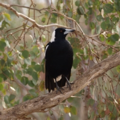 Gymnorhina tibicen (Australian Magpie) at Mount Taylor - 26 Aug 2018 by MatthewFrawley