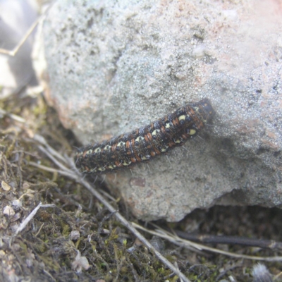 Apina callisto (Pasture Day Moth) at Kambah, ACT - 26 Aug 2018 by MatthewFrawley