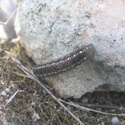 Apina callisto (Pasture Day Moth) at Mount Taylor - 25 Aug 2018 by MatthewFrawley