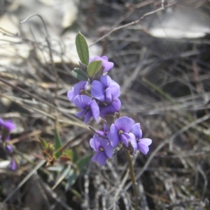 Hovea heterophylla at Kambah, ACT - 26 Aug 2018