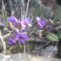 Hovea heterophylla at Kambah, ACT - 26 Aug 2018