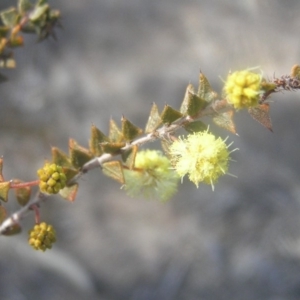 Acacia gunnii at Kambah, ACT - 26 Aug 2018 10:07 AM