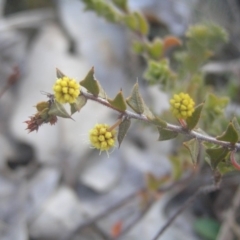 Acacia gunnii at Kambah, ACT - 26 Aug 2018