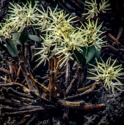 Dendrobium aemulum (Ironbark Orchid) at Kianga, NSW - 26 Aug 2018 by LocalFlowers