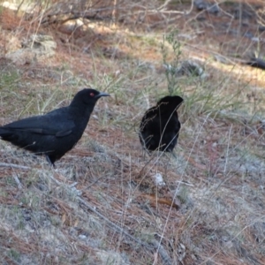 Corcorax melanorhamphos at Jerrabomberra, ACT - 26 Aug 2018 05:02 PM