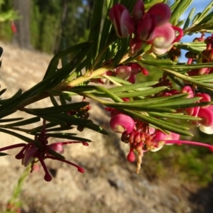 Grevillea sp. at Isaacs, ACT - 26 Aug 2018