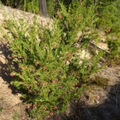 Grevillea sp. at Isaacs, ACT - 26 Aug 2018 05:29 PM