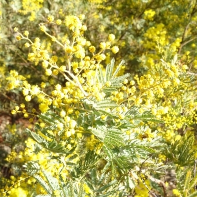 Acacia sp. (A Wattle) at Jerrabomberra, ACT - 26 Aug 2018 by Mike