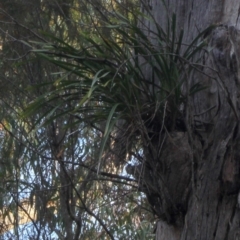 Cymbidium suave (Snake Orchid) at Kianga, NSW - 26 Aug 2018 by LocalFlowers