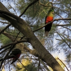 Alisterus scapularis (Australian King-Parrot) at Parkes, ACT - 26 Aug 2018 by RodDeb