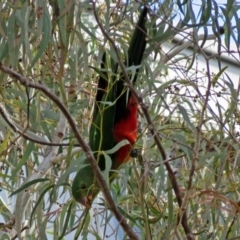 Alisterus scapularis at Parkes, ACT - 26 Aug 2018