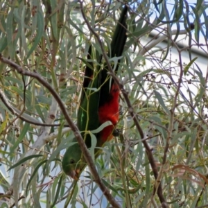 Alisterus scapularis at Parkes, ACT - 26 Aug 2018 02:45 PM