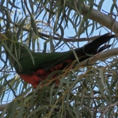 Alisterus scapularis at Parkes, ACT - 26 Aug 2018