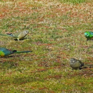 Psephotus haematonotus at Parkes, ACT - 26 Aug 2018